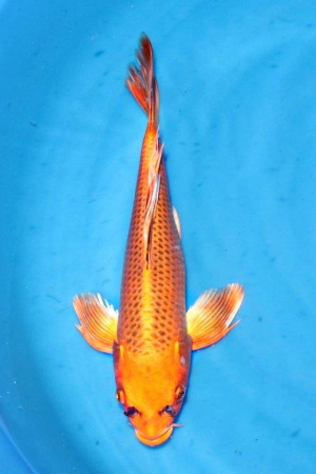 kat-Butterfly Kin Matsuba 